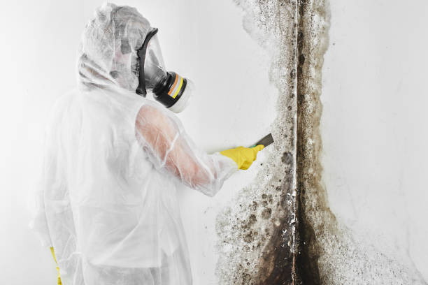Best Insurance-Related Mold Remediation in Half Moon, NC
