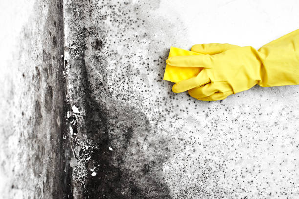 Best DIY Mold Remediation Support Services in Half Moon, NC