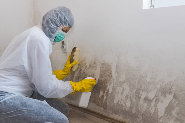 Best Attic Mold Remediation in Half Moon, NC